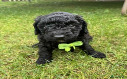 Miniature Poodle dogs for sale: Miniature Poodle puppies - Image 9