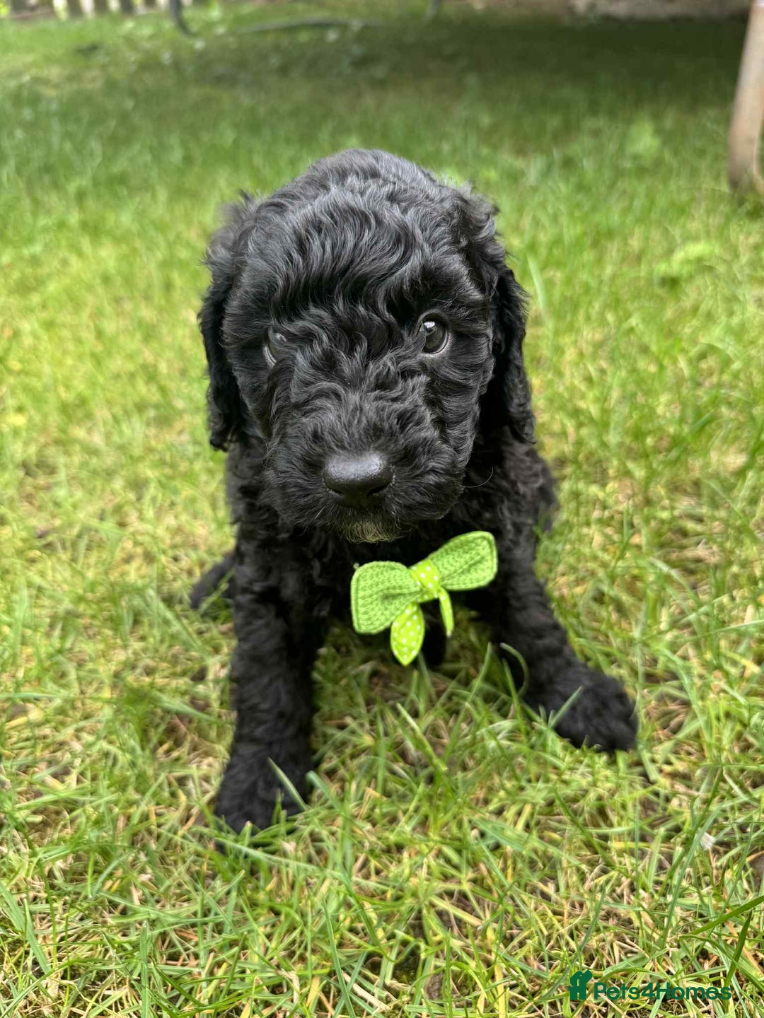 Miniature Poodle dogs for sale: Miniature Poodle puppies - Image 9