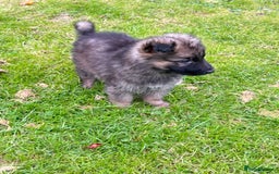German Shepherd dogs for sale: German shepherd puppies for sale  - Image 10