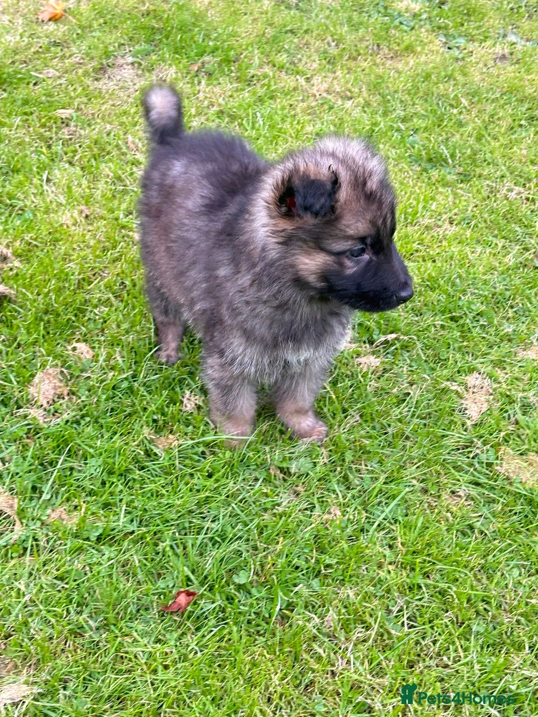 German Shepherd dogs for sale: German shepherd puppies for sale  - Image 10