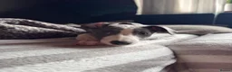 Whippet dogs for sale: REDUCED! LAST GIRL!  Health checked - Advert 3