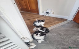 Mixed Breed cats for sale: 2 beautiful Maine Coon mix kittens  - Image 3