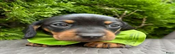 Dachshund dogs for sale: Miniature Dachsund Pups - Advert 6