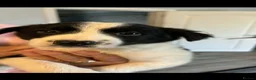 Border Collie dogs for sale: Beautiful Border Collie puppies  in Barnsley - Advert 4