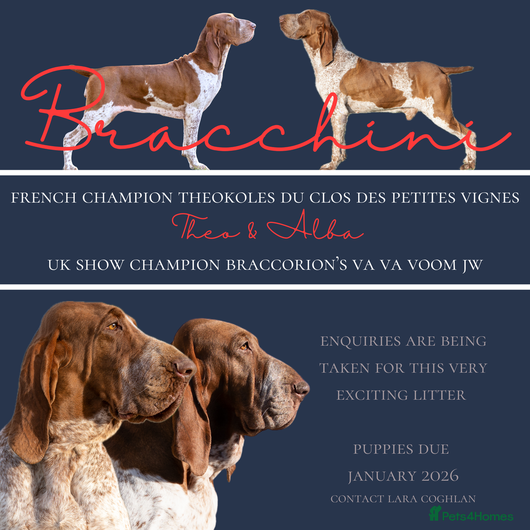 Bracco Italiano dogs for sale: Puppies due end of Jan!!   - Advert 2