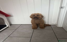 Miniature Poodle dogs for sale: Lucky - Image 2