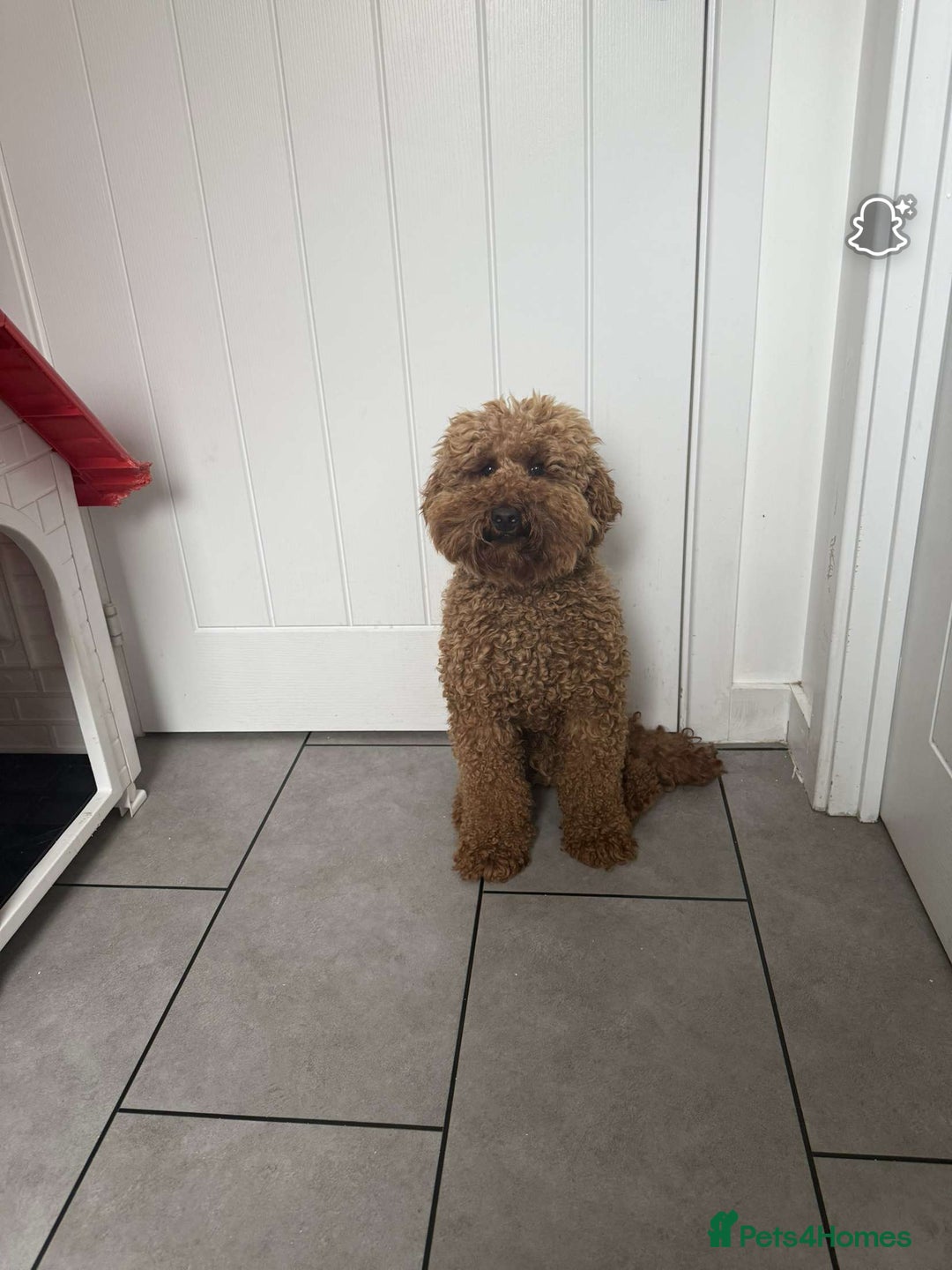 Miniature Poodle dogs for sale: Lucky - Image 2