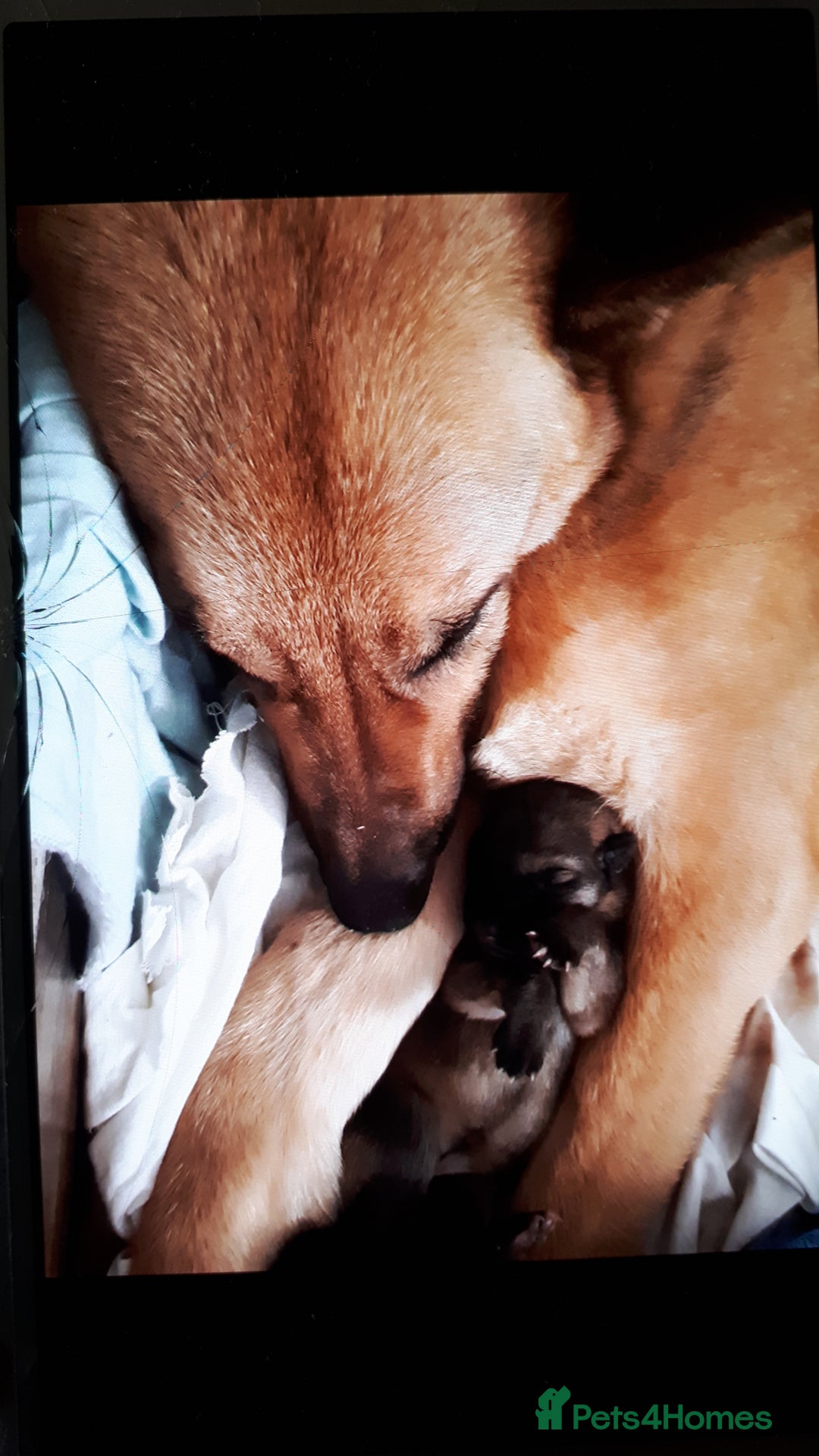 German Shepherd dogs for sale: German shepherd pupies - Image 7