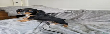 Black collar boy