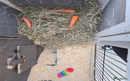 Mini Lop rabbits for sale: Mini lop rabbits  - Image 5