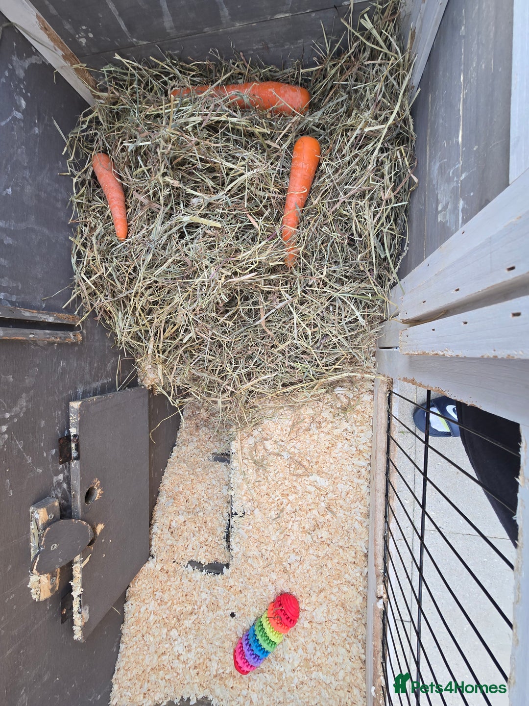 Mini Lop rabbits for sale: Mini lop rabbits  - Image 5