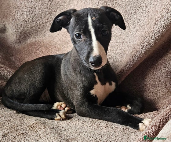 Whippet dogs - Advert 3