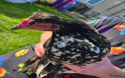 Chickens poultry for sale: FREE Sumatra roosters young friendly birds - Image 5