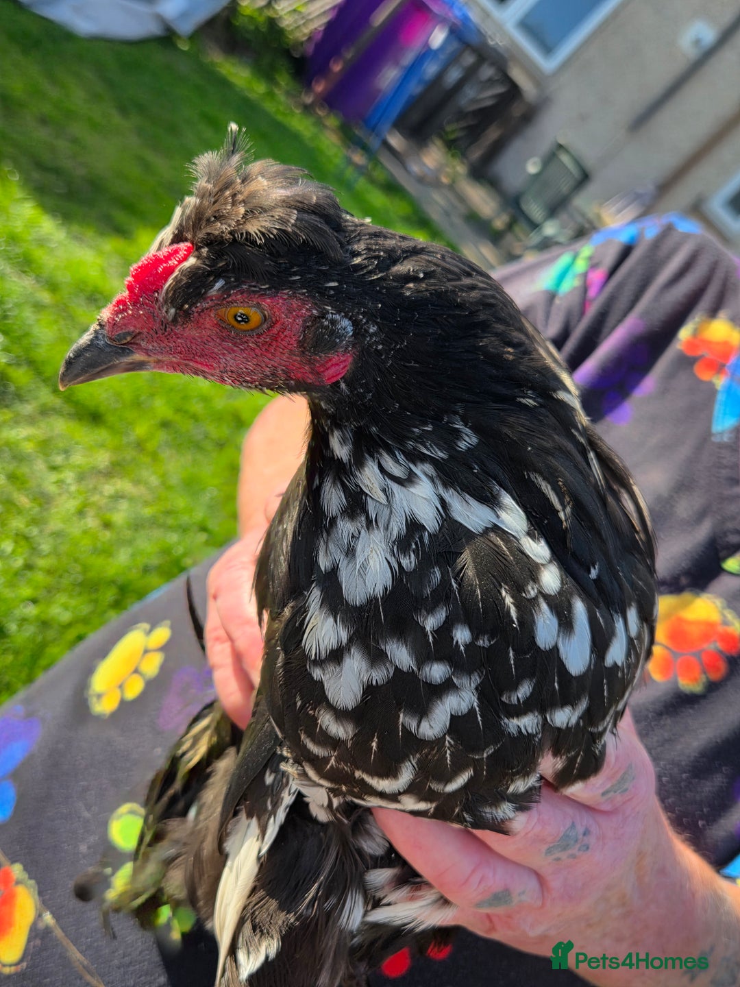 Chickens poultry for sale: FREE Sumatra roosters young friendly birds - Image 5