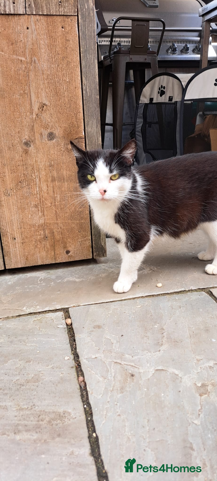 Mixed Breed cats 3 year old female tuxedo cat, lovely calm nature - Advert 1