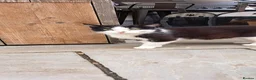 Mixed Breed cats for sale: 3 year old female tuxedo cat, lovely calm nature - Advert 1