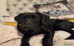 Labrador Retriever dogs for sale: Labrador retriever  - Image 9