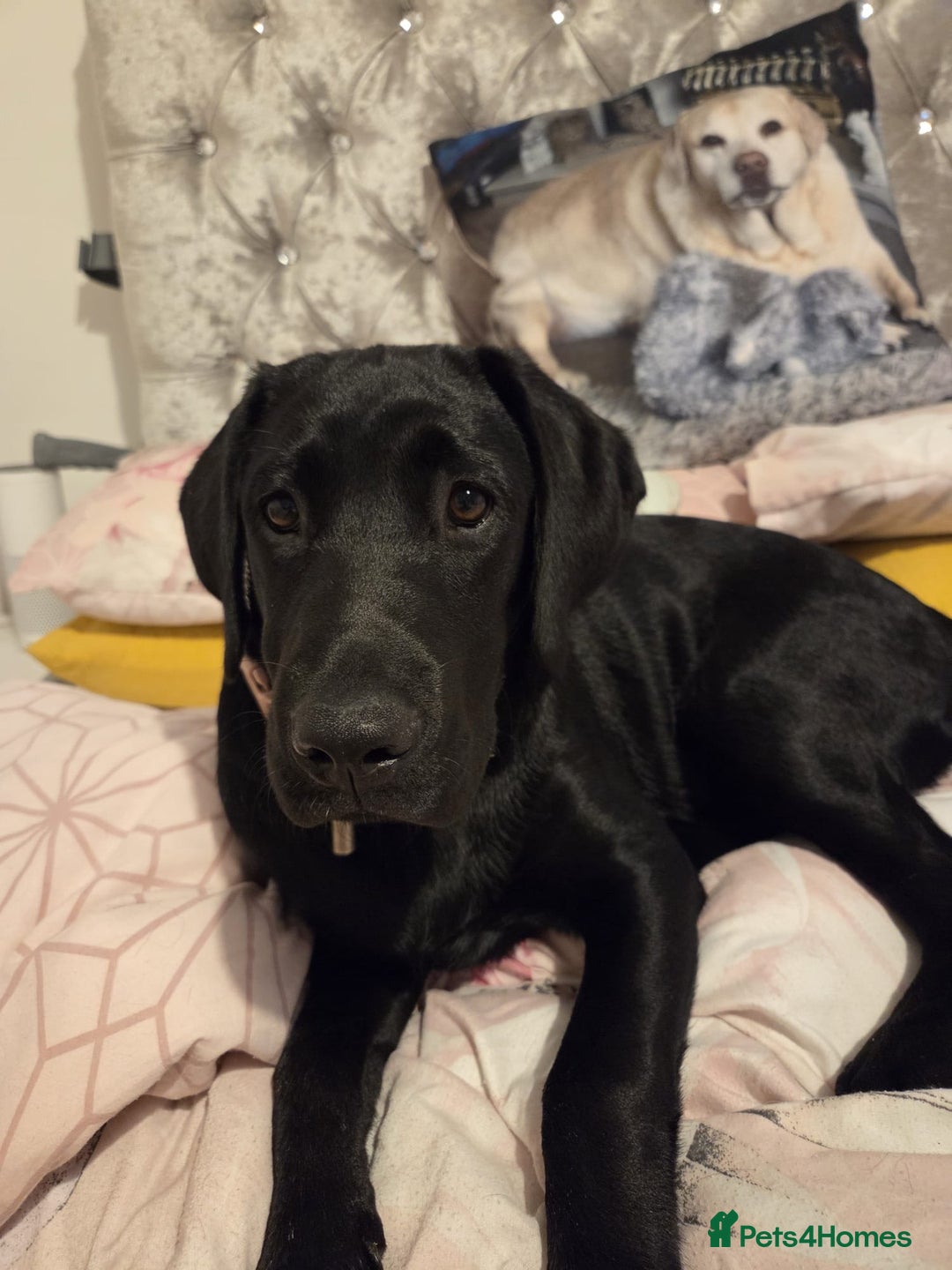 Labrador Retriever dogs for sale: Labrador retriever  - Image 9