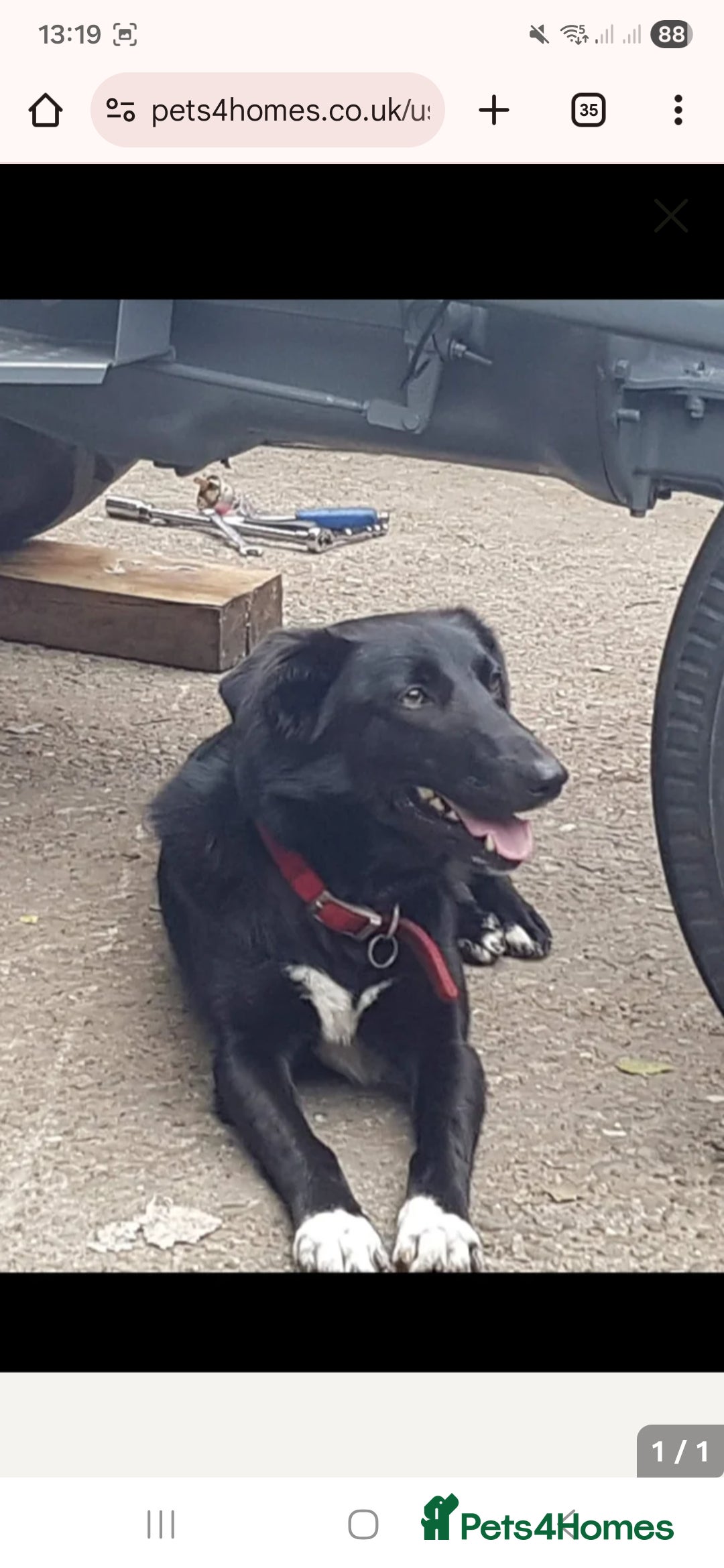 Mixed Breed dogs for sale: Huntaway x Border Collie pup  - Advert 1