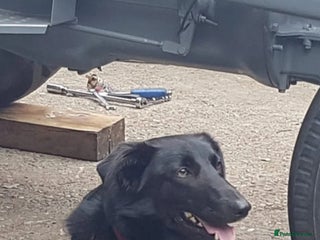 Mixed Breed dogs Huntaway x Border Collie pup - Advert 2