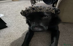 Mixed Breed dogs for sale: Luna, 17 month old german shepherd x lab - Image 8