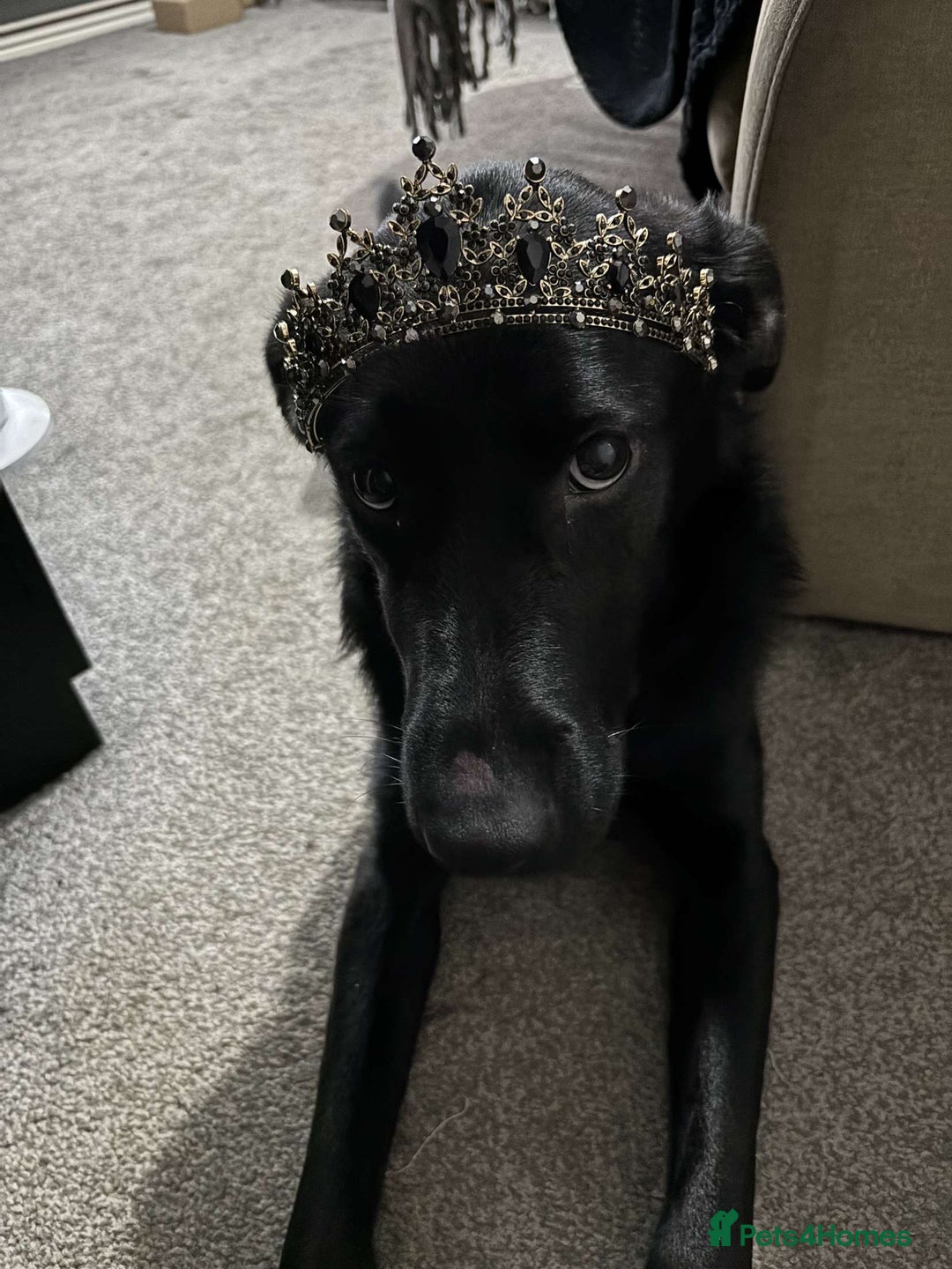 Mixed Breed dogs for sale: Luna, 17 month old german shepherd x lab - Image 8