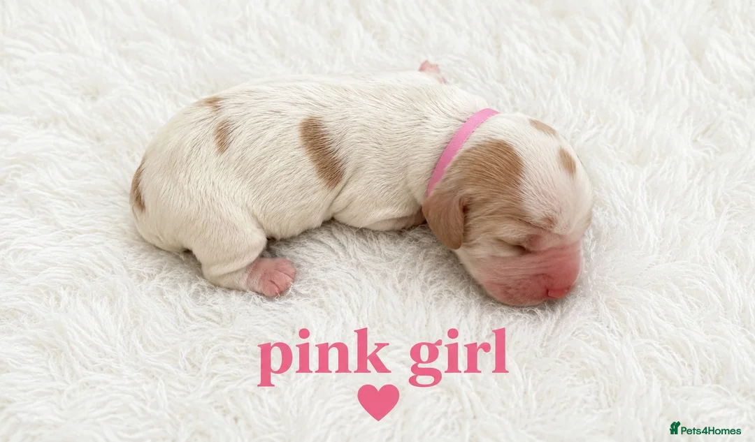 Cocker Spaniel dogs for sale: 🐶🐾KC show-type cocker spaniel puppies 🐶🐾 in Newport - Advert 2