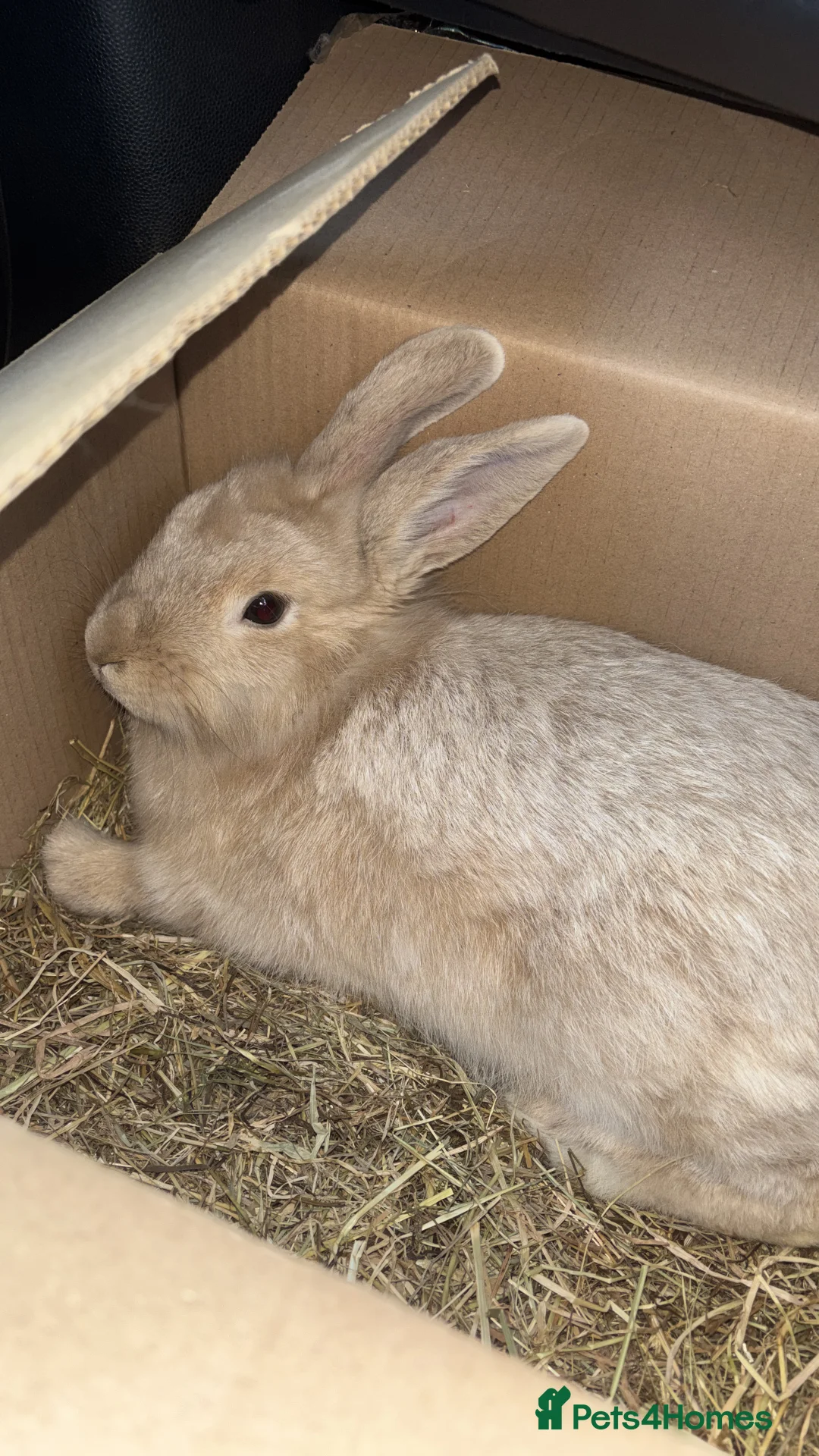 Lionhead rabbits for sale: Lionhead x flemish Boy - Advert 2
