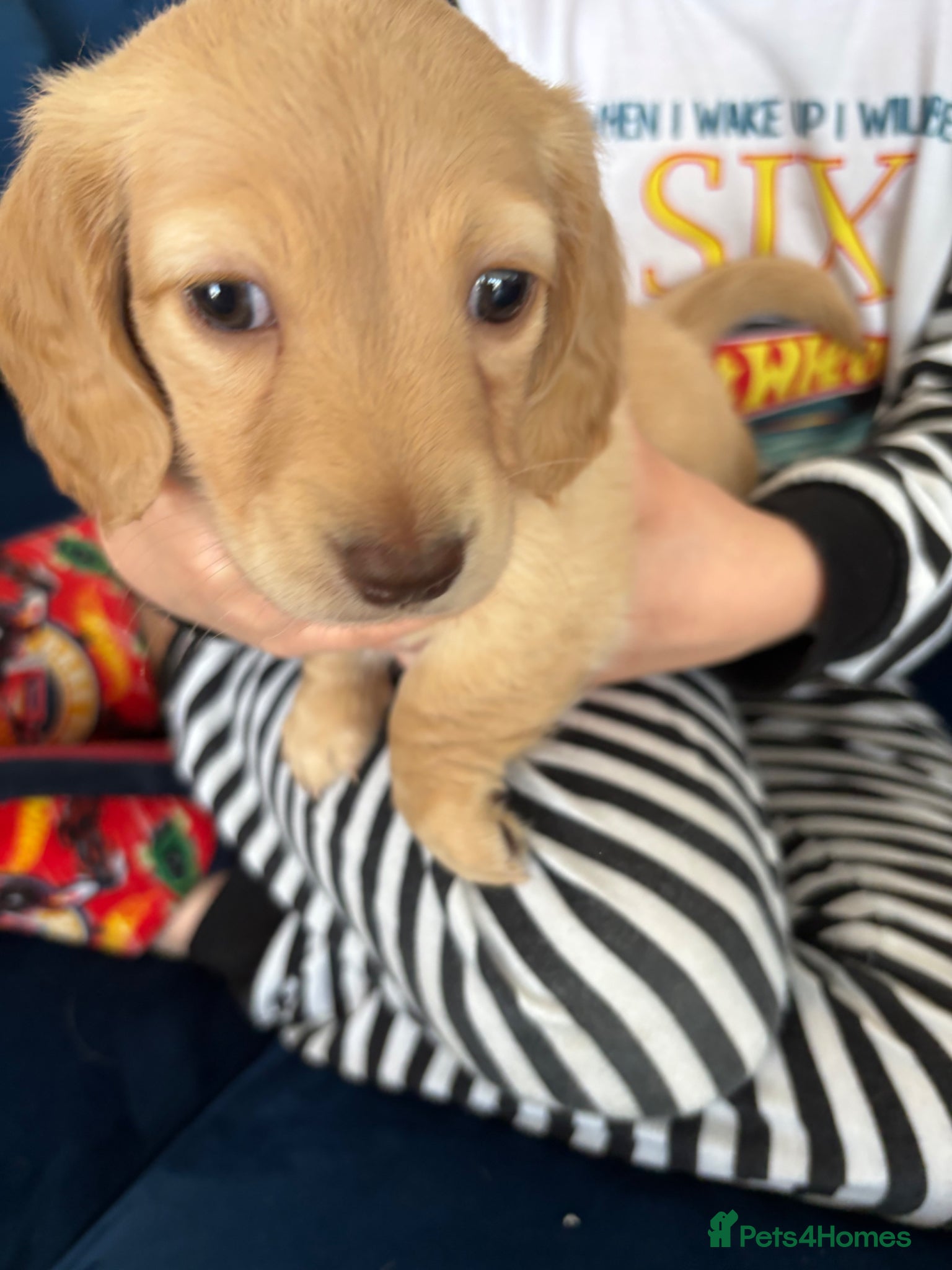 Miniature Dachshund dogs Pure cream mini long haired dachshund pups - Advert 2