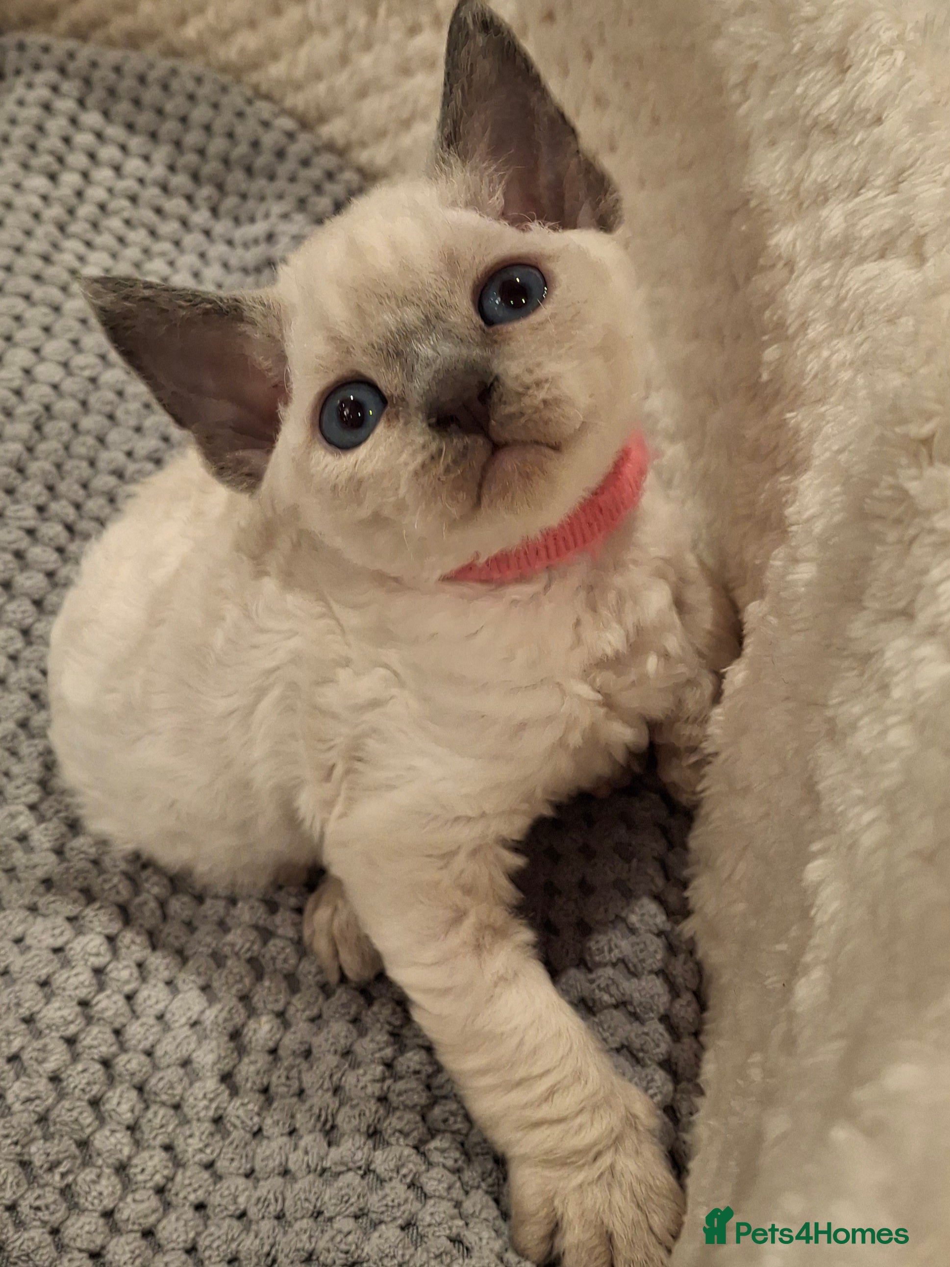 Devon Rex cats 🌸 Wonderful Devon Rex Kittens FIFE registered  🌸 - Advert 1