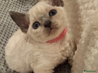 Devon Rex cats 🌸 Wonderful Devon Rex Kittens FIFE registered 🌸 - Advert 4