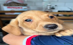 Labrador Retriever dogs for sale: Fox red Labrador  - Image 3