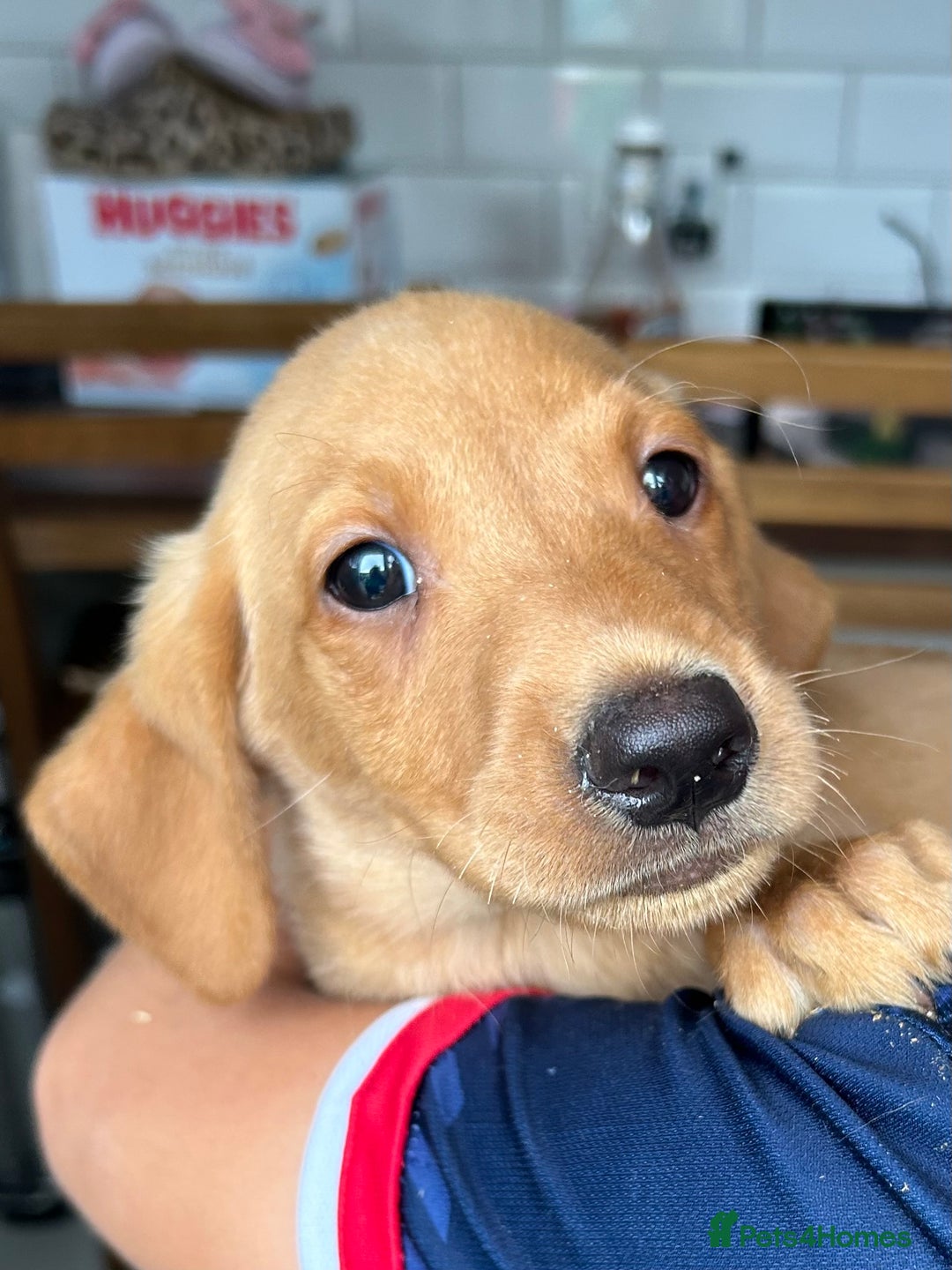 Labrador Retriever dogs for sale: Fox red Labrador  - Image 3