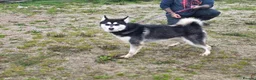 Siberian Husky dogs for sale: 17 month old KC Reg Male for sale - Advert 2