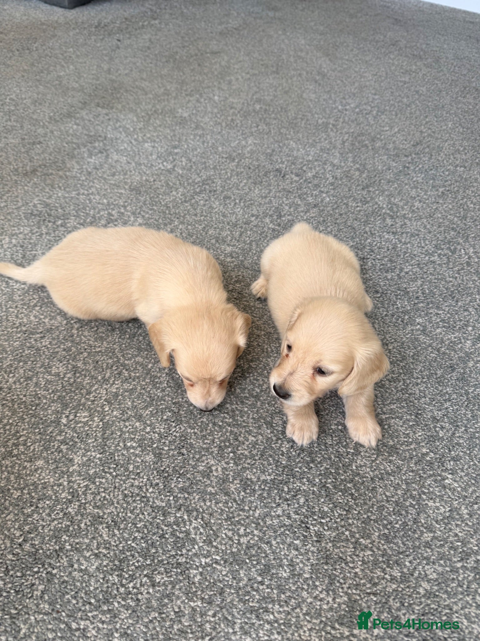 Miniature Dachshund dogs Cream long haired dachshund  - Advert 7
