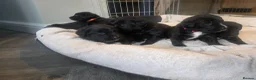 Mixed Breed dogs for sale: Labernese F1 Puppies - Advert 23