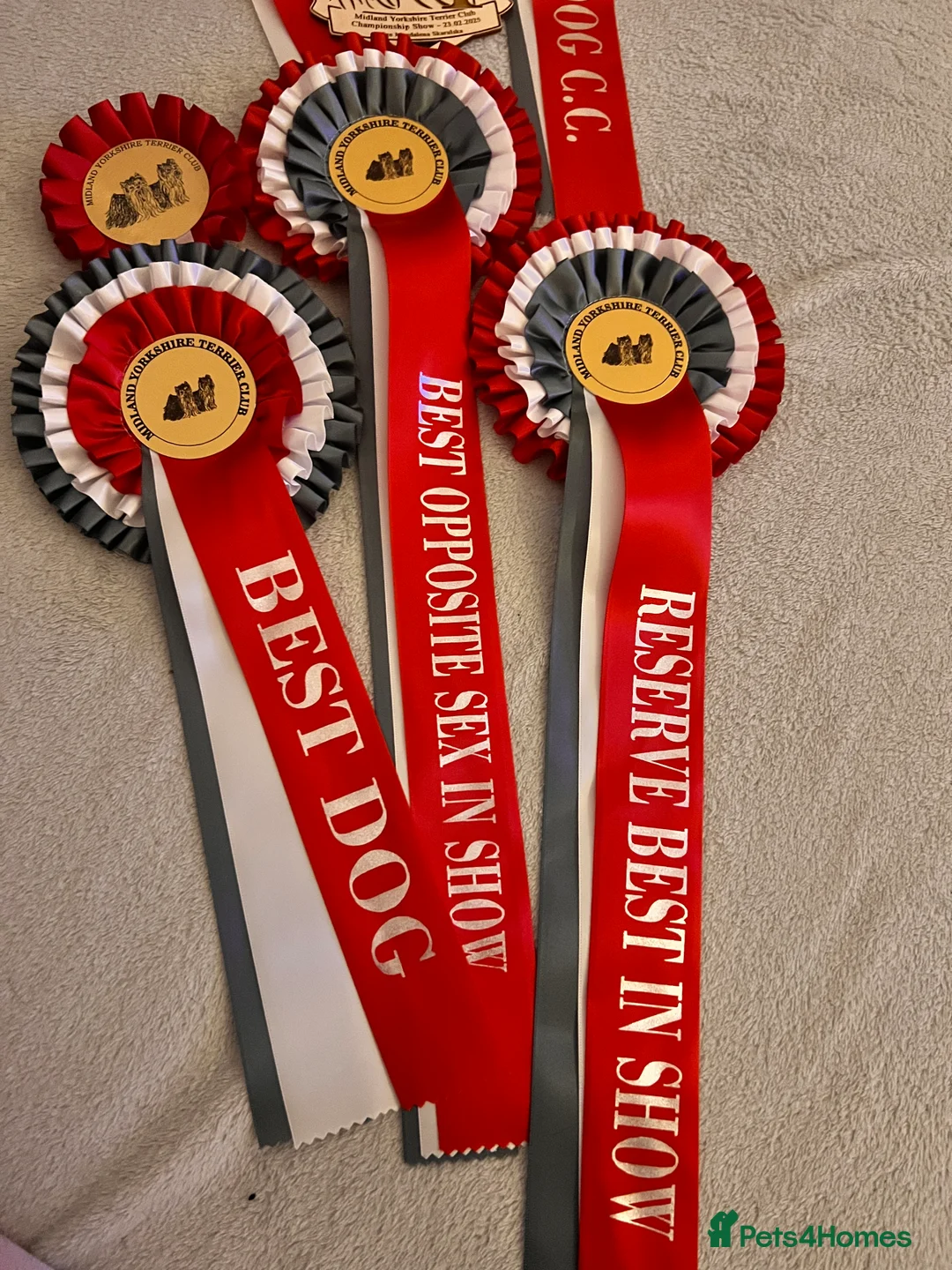 Yorkshire Terrier dogs for stud: KC REG Yorkshire terrier for STUD in Kettering - Advert 10