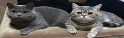 British Shorthair cats for sale: British Shorthair kittens  - Advert 9
