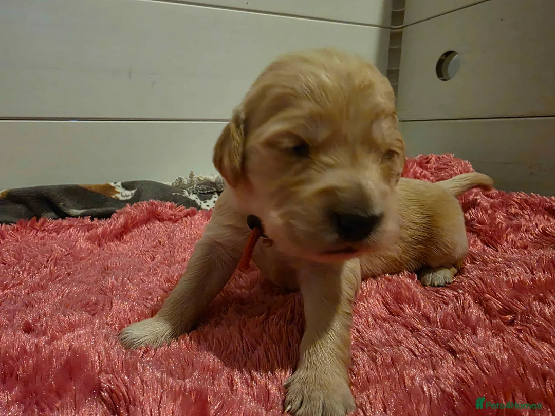 Golden Retriever dogs for sale: KC Golden Retriever puppies for sale - Advert 8