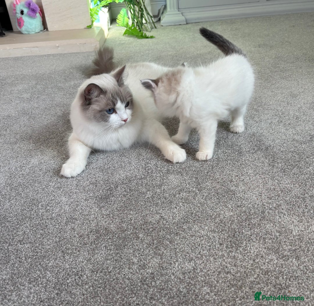 Ragdoll cats for sale: TICA Pedigree Bicolour Ragdoll kittens - Advert 1