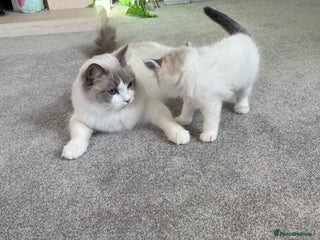 Ragdoll cats TICA Pedigree Bicolour Ragdoll kittens - Advert 3