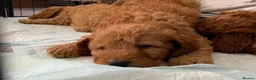 Cockapoo dogs for sale: STUNNING HEALTH CLEAR COCKAPOO PUPPIES  - Advert 18