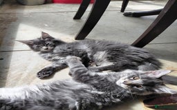 Maine Coon cats for sale: GCCF & TICA Reg Affectionate Maine Coon kittens - Image 4