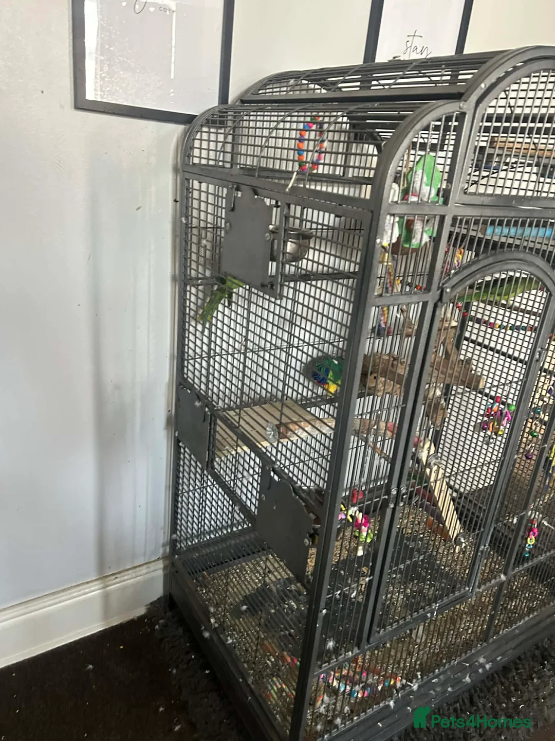 Parakeets birds for sale: Parakeets  in Swadlincote - Advert 1