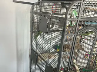 Parakeets birds Parakeets - Advert 2