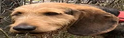 Korthals Griffon dogs for adoption: Chicu in New Romney - Advert 10