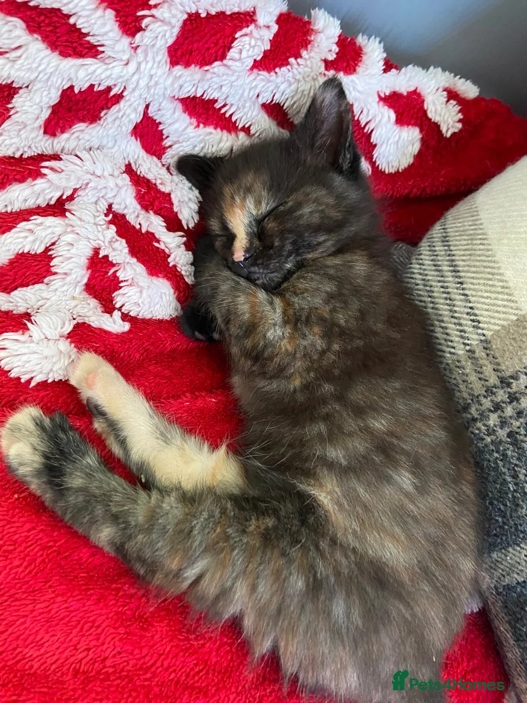 Mixed Breed cats for sale: Half-Ragdoll Kittens for Sale ❤️ - Advert 13