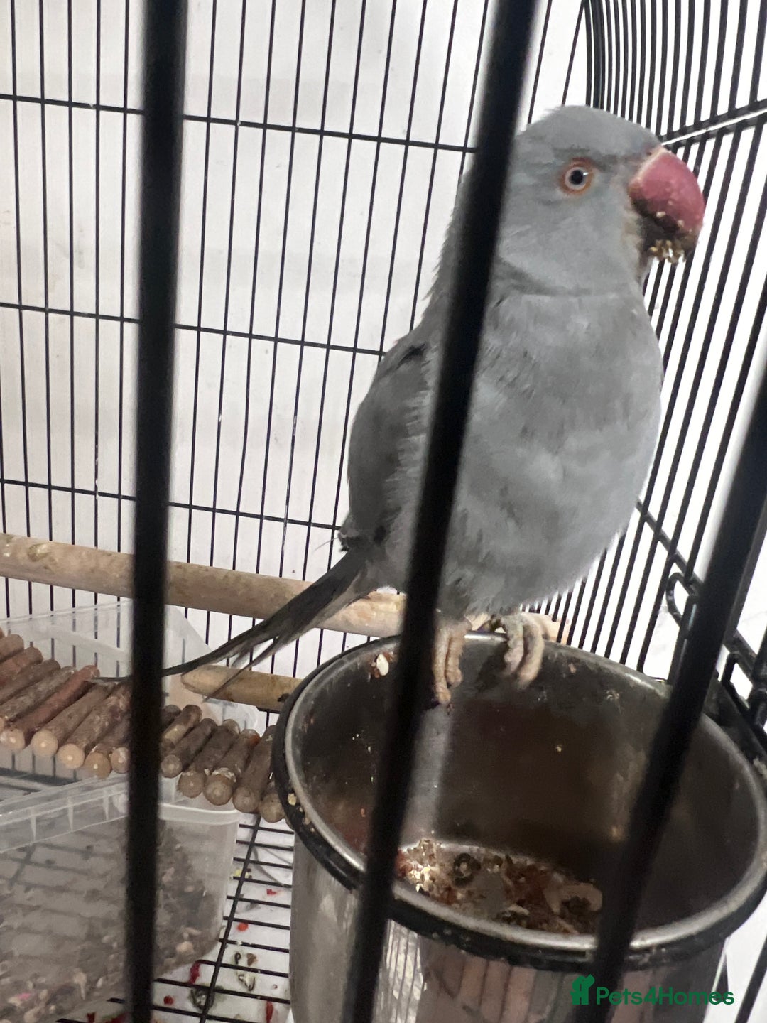 Ringnecks birds for sale: Beautiful grey ringneck - Advert 2