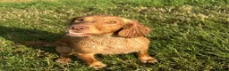 Sprocker dogs for sale: Sprocker spaniels *Ready to leave now!  - Advert 8