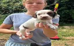 English Springer Spaniel dogs for sale: Kc Reg English Springer spaniel boys in Dorchester - Image 31